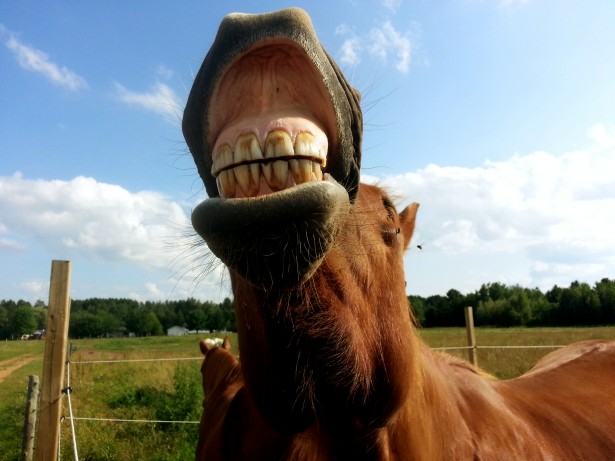 horse-smiling
